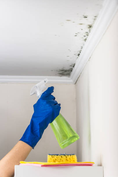 Why You Should Choose Our Mold Remediation Services in Algona, WA